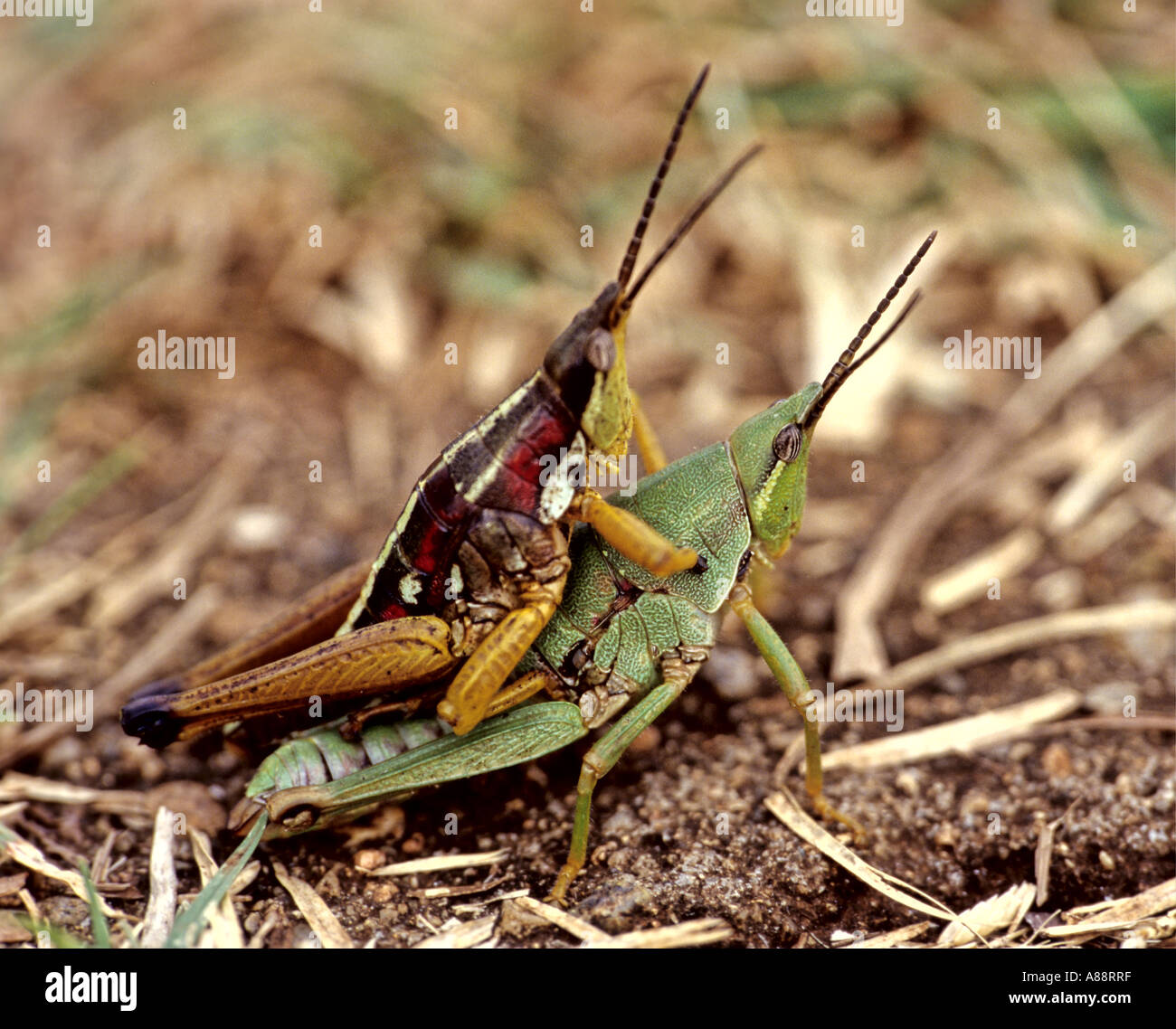 State insects hi-res stock photography and images - Alamy
