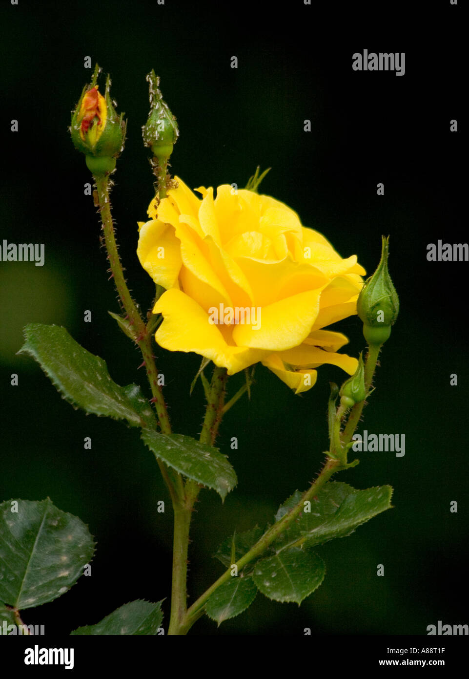 Rose beauties hi-res stock photography and images - Alamy