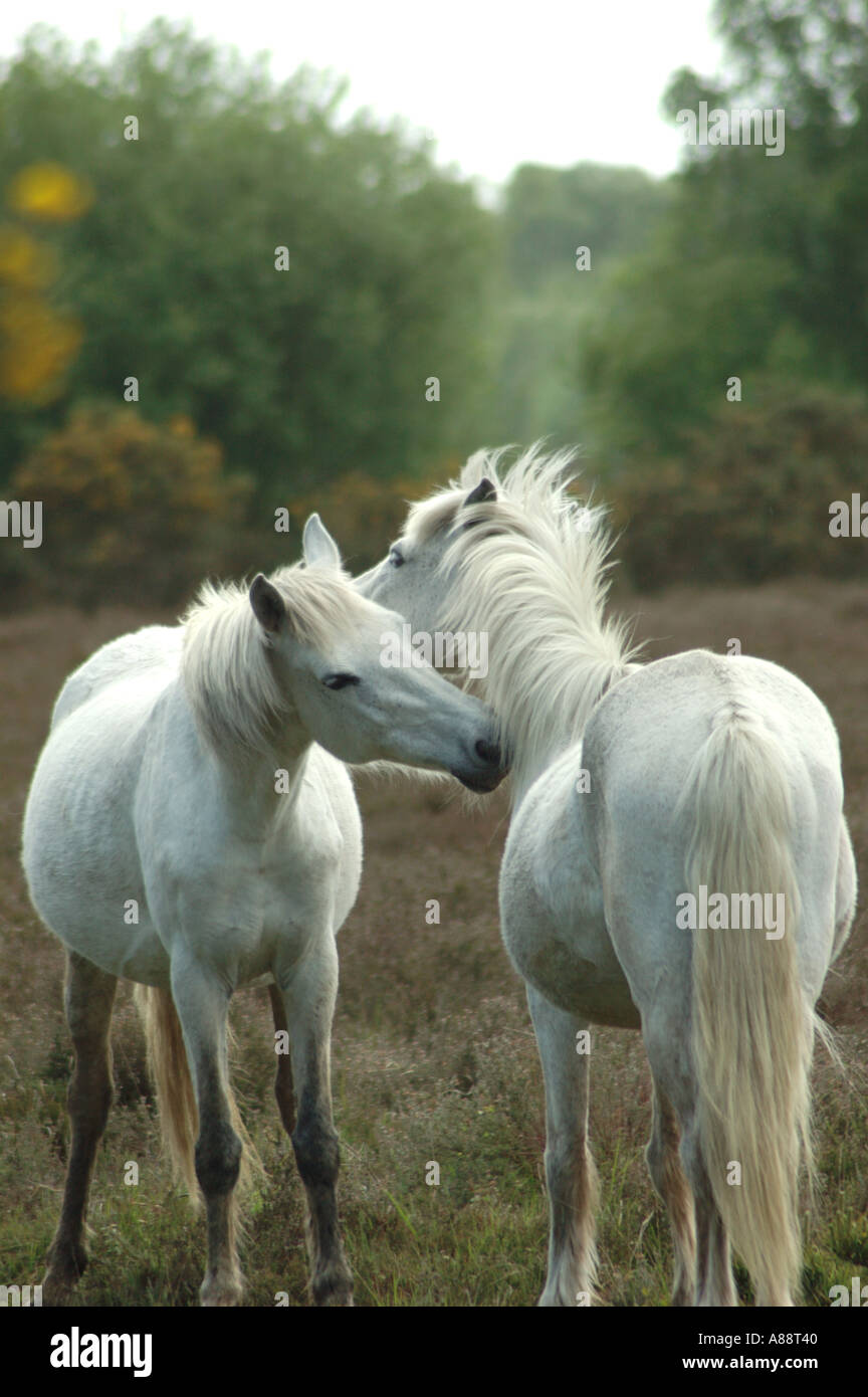 New Forest ponies heads touching Stock Photo