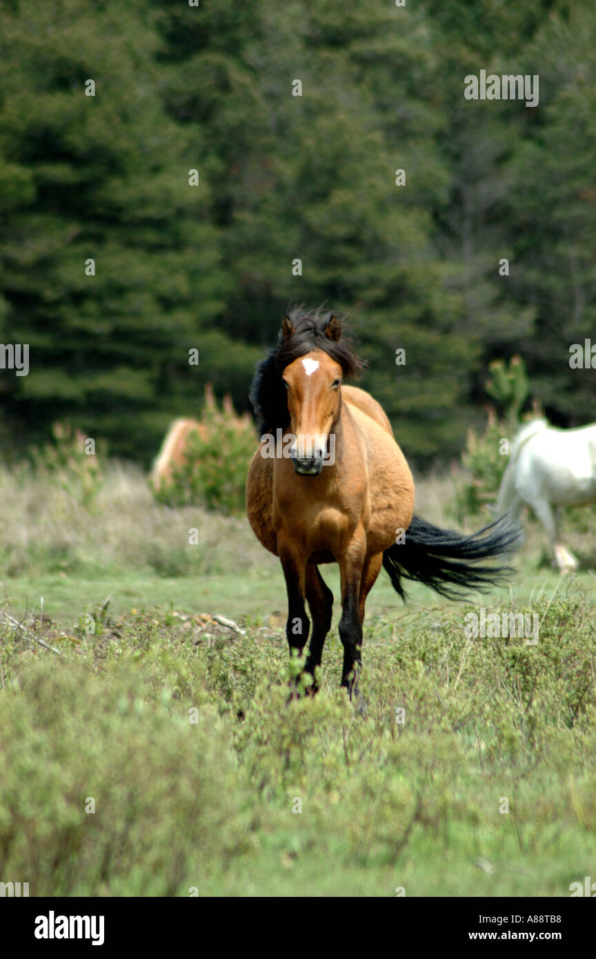 Brown New Forest pony about to charge Stock Photo