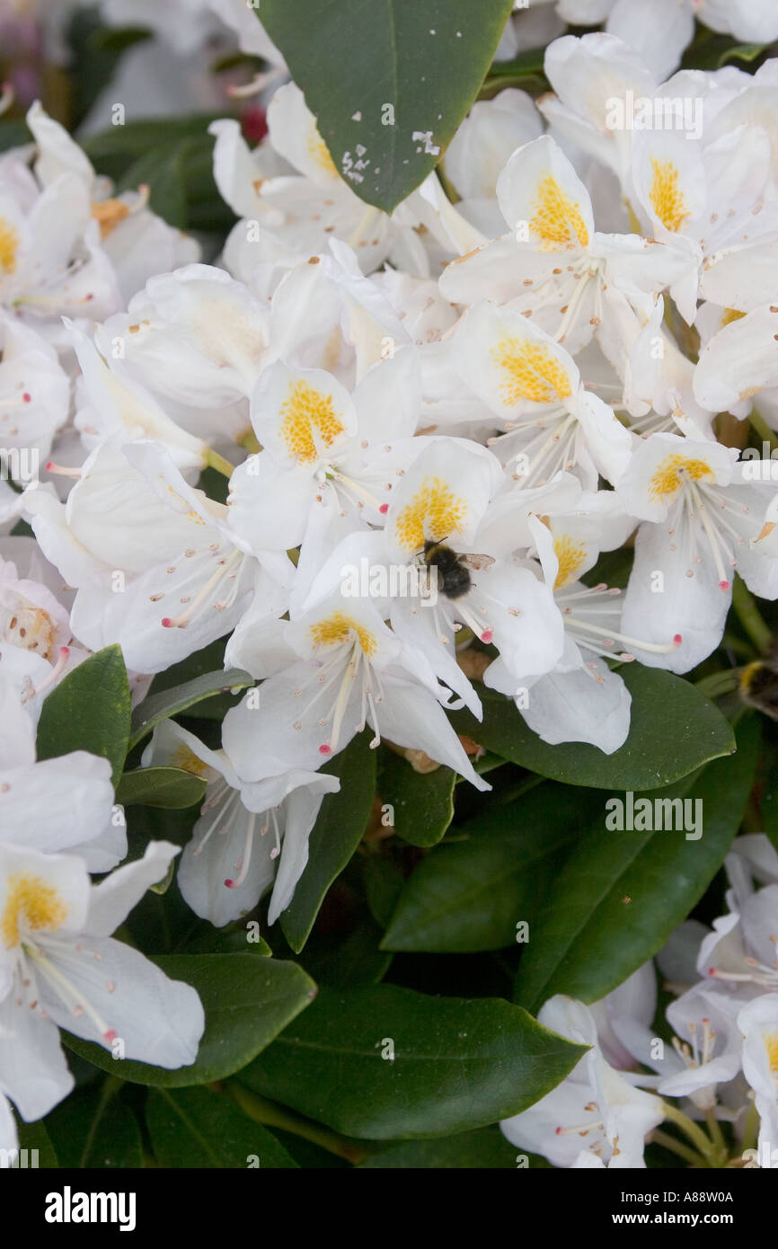 Rhodondendron flowers Stock Photo