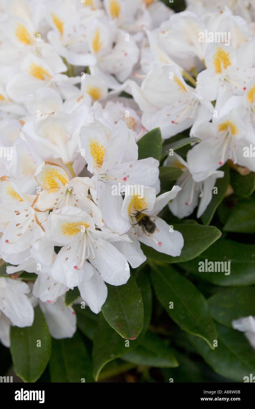 Rhodondendron flowers Stock Photo