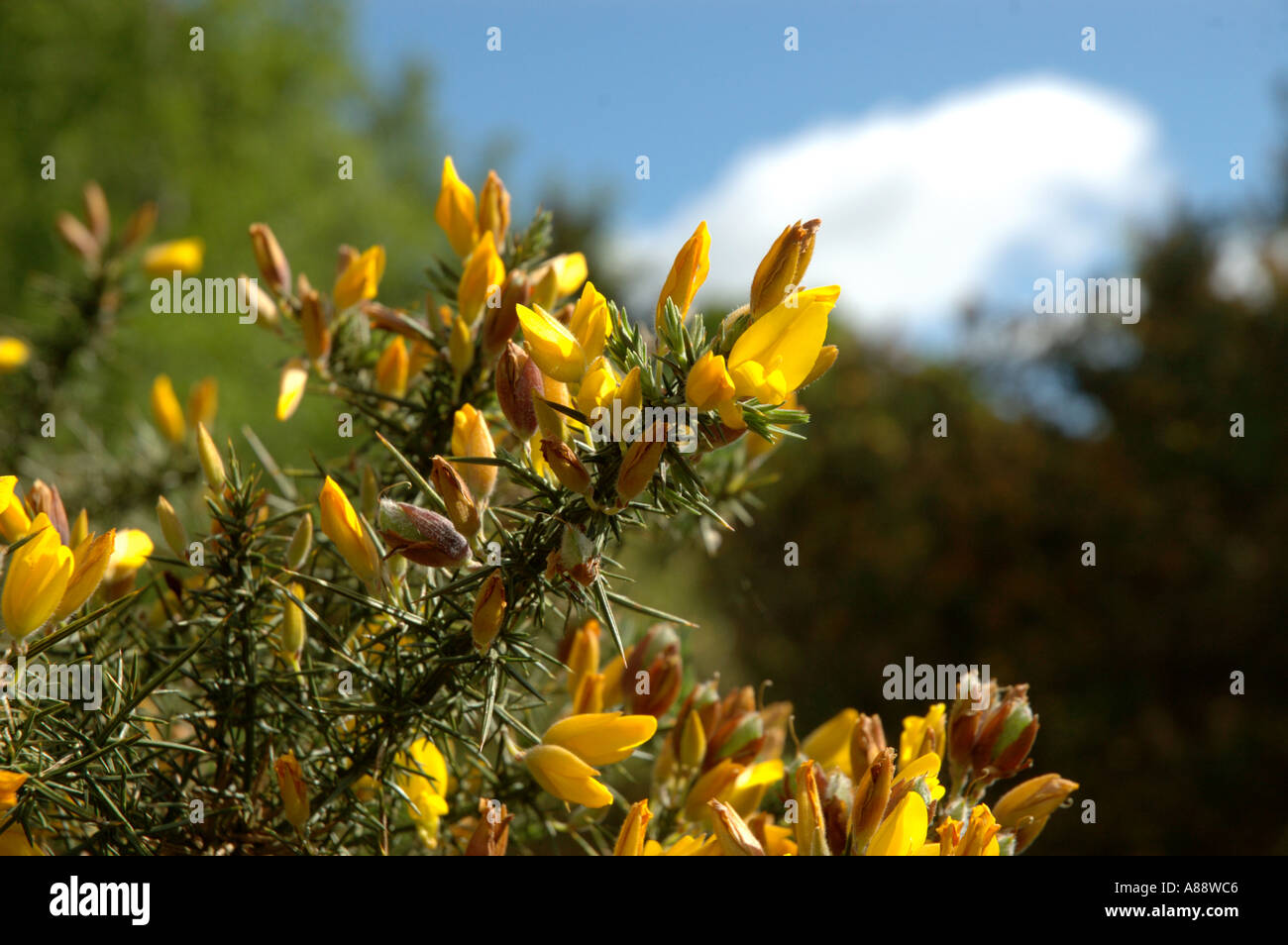 close up of a yellow common gorse bush Stock Photo