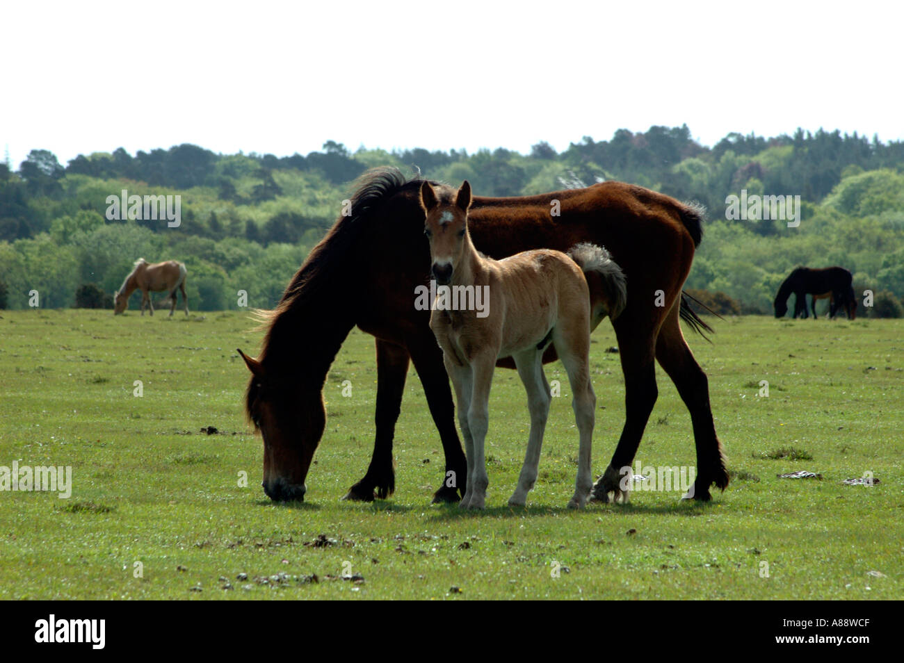 Ponies Mother and foal grazing new forest Stock Photo