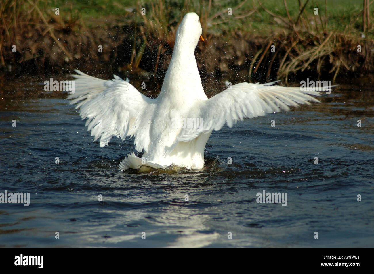 a white duck flapping wings on the water Stock Photo