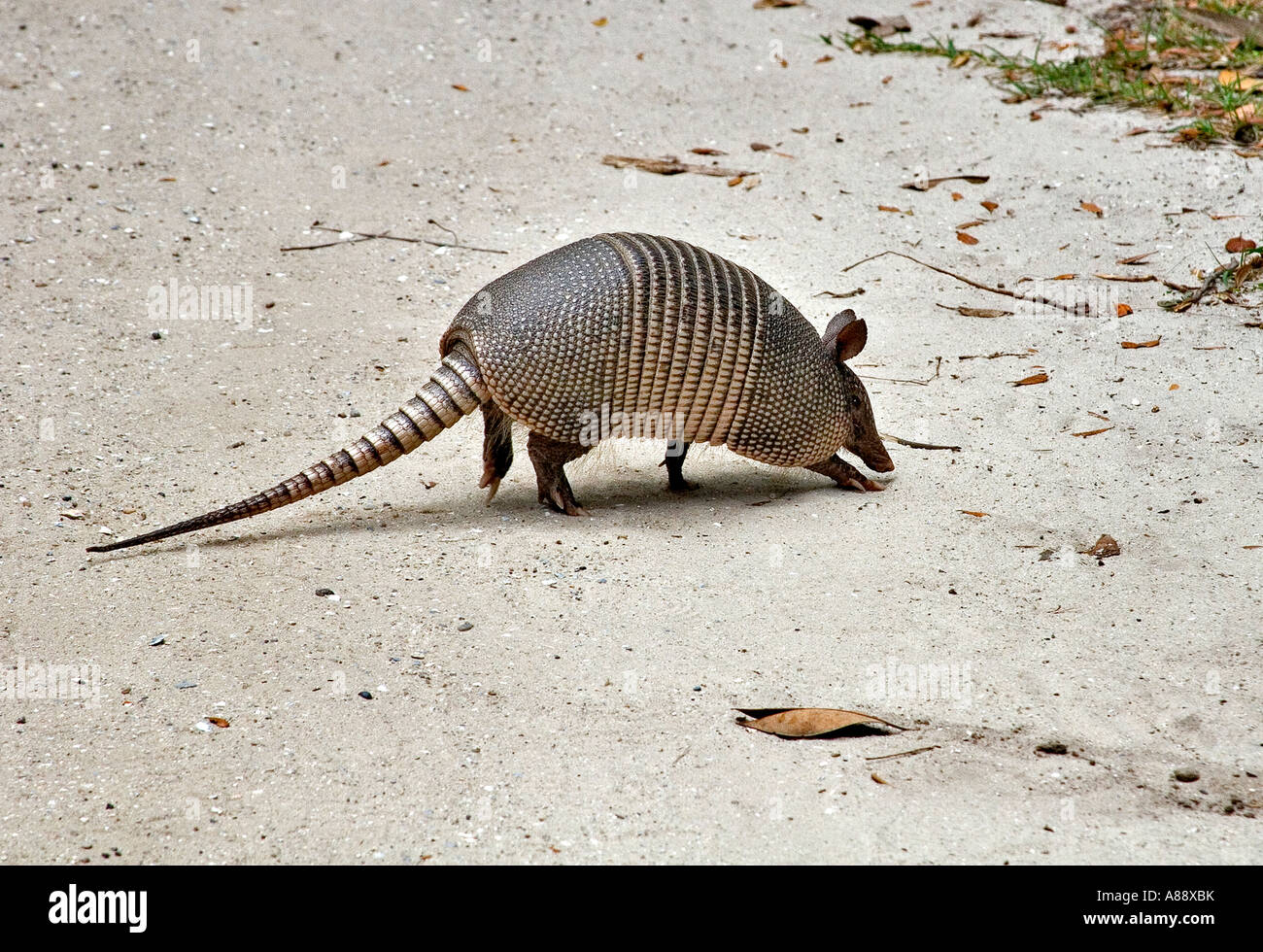 Nine-banded Armadillo Stock Photo