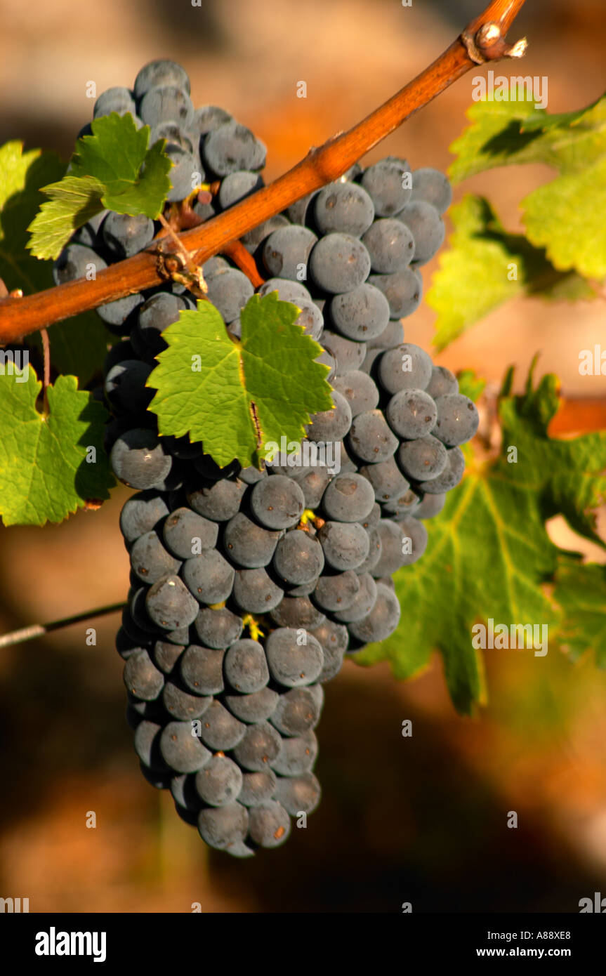 A single cabernet Sauvignon bunch of grapes, circa 35 years old with