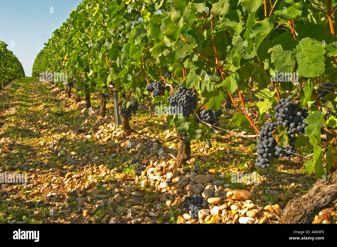 Cabernet Sauvignon vines in a row in the vineyard, circa 35 years old with ripe grape bunches  - Chateau Belgrave, Haut-Medoc, Grand Crus Classe 1855 Stock Photo