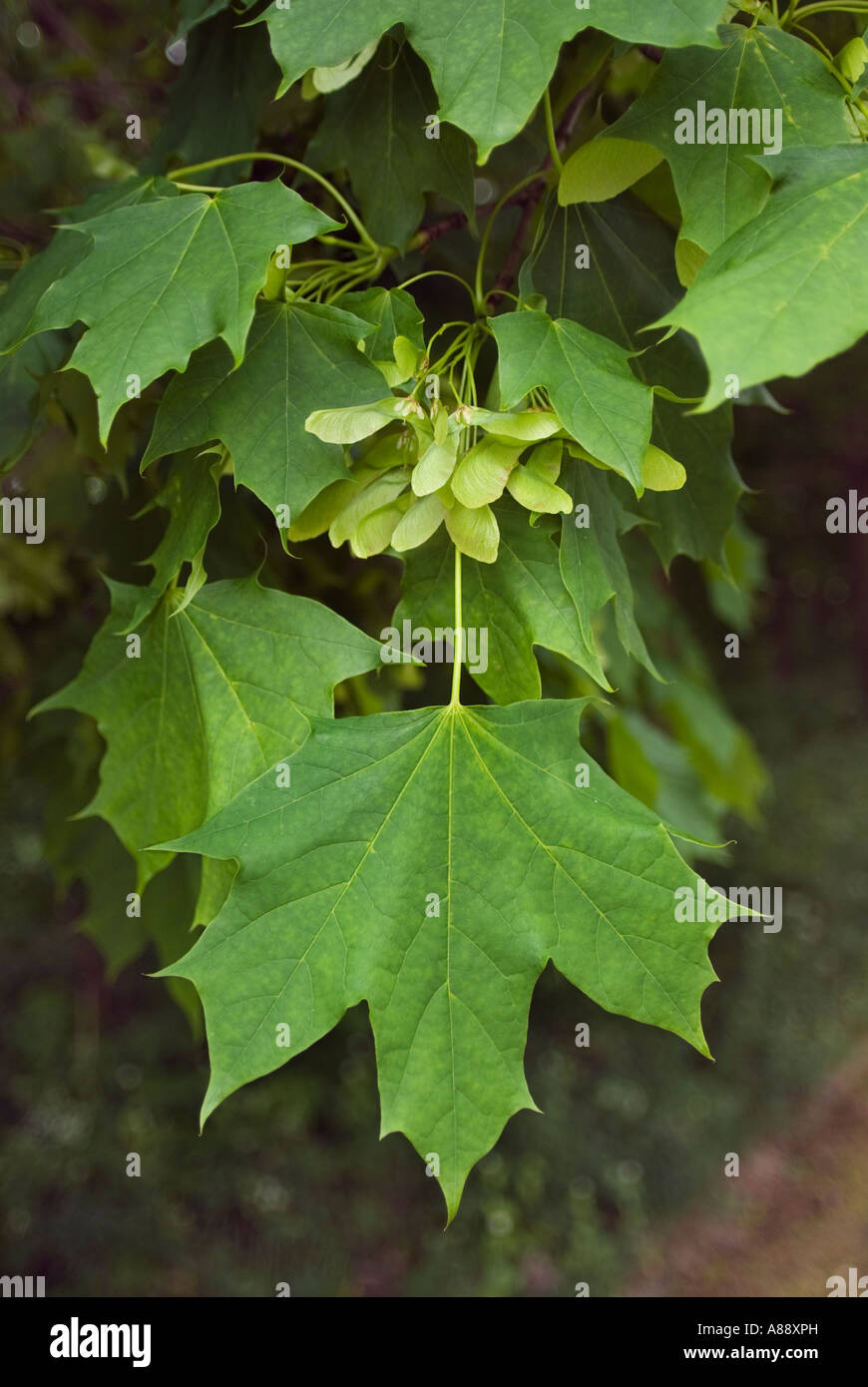 Sycamore Seeds or Fruit and new leaves growing in spring. Harlow Town