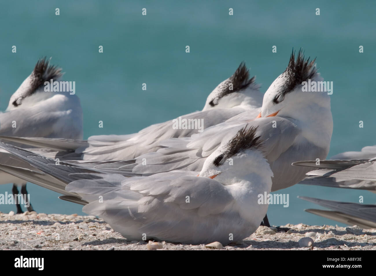 Royal Terns on Venice Beach ion the Gulf of mexico in Venice Florida ...