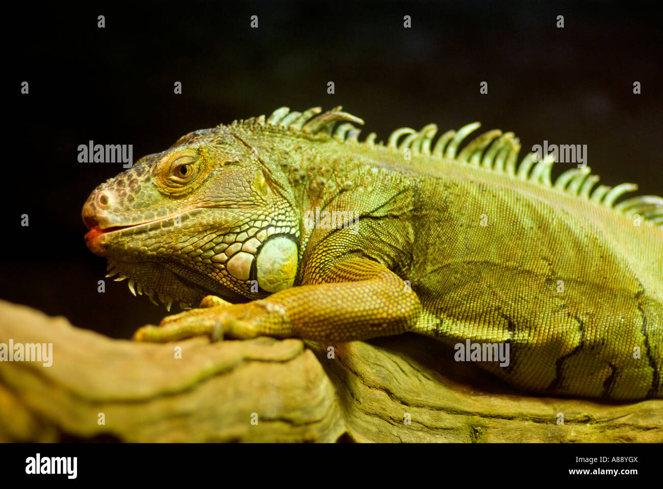 Awesome Iguana with Black Background Stock Photo