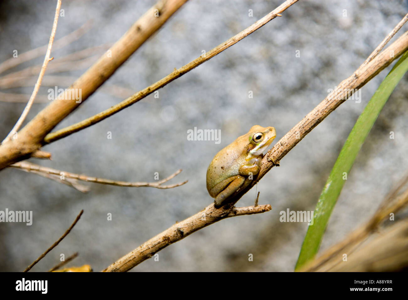 Dainty Green Tree Frog Stock Photo