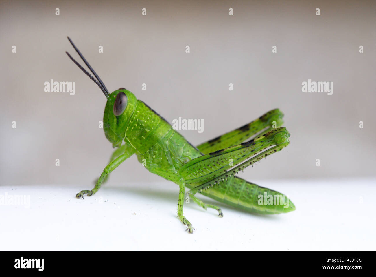 A GREEN BABY BDA10636 Stock Photo Alamy