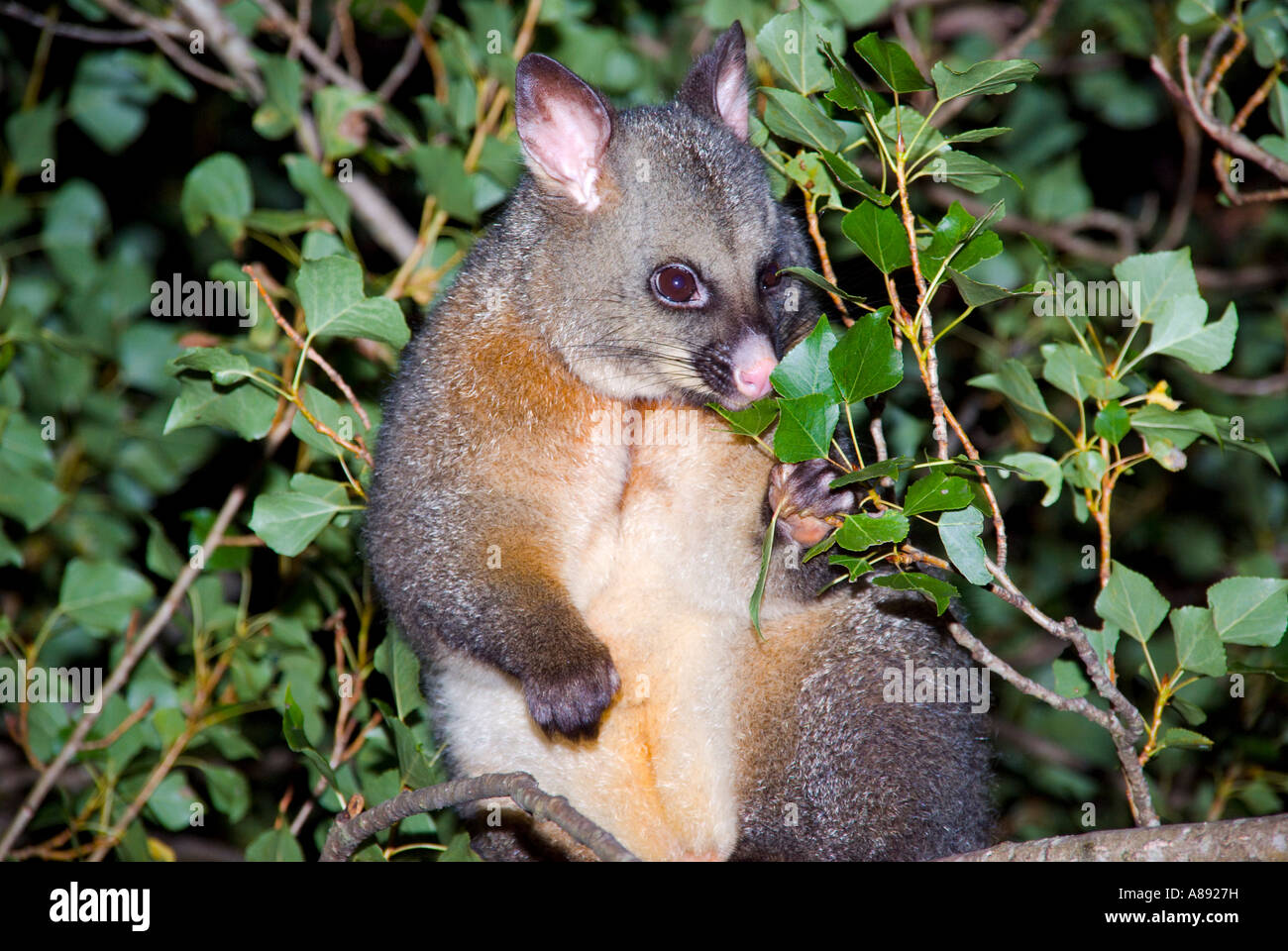 Brushtail Possum Stock Photo