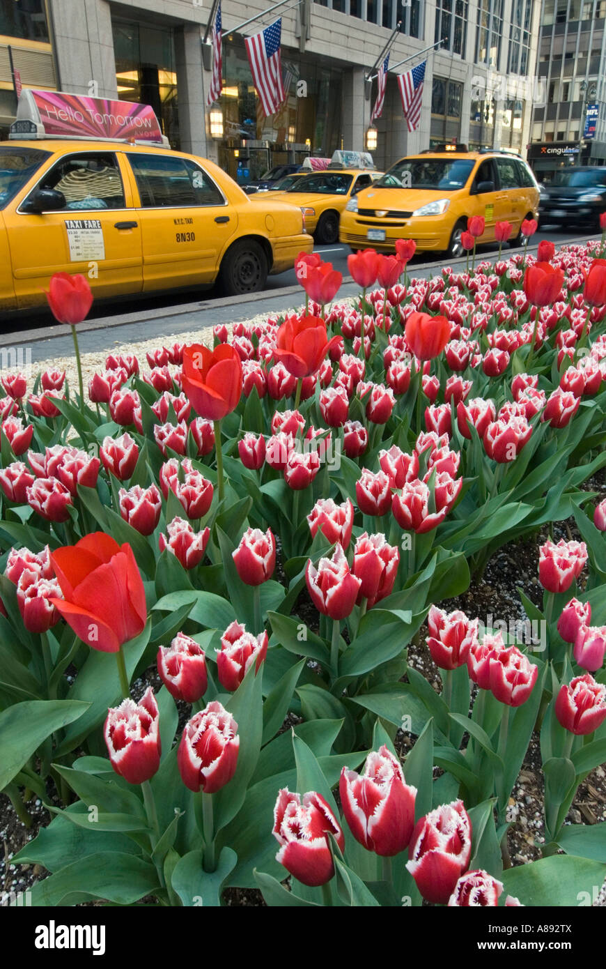 Tulips and Taxis on Park Avenue Stock Photo