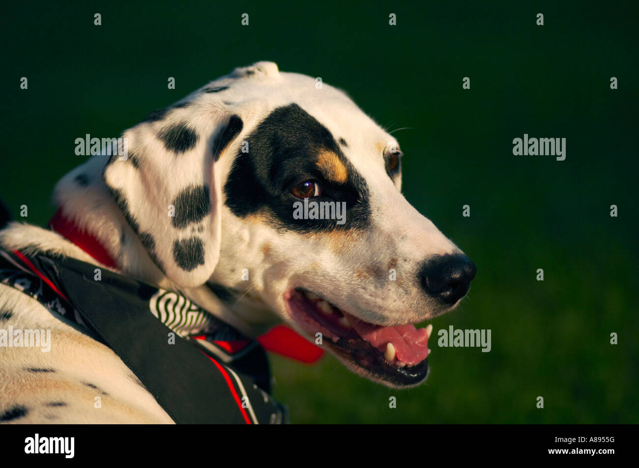 osu dog bandana