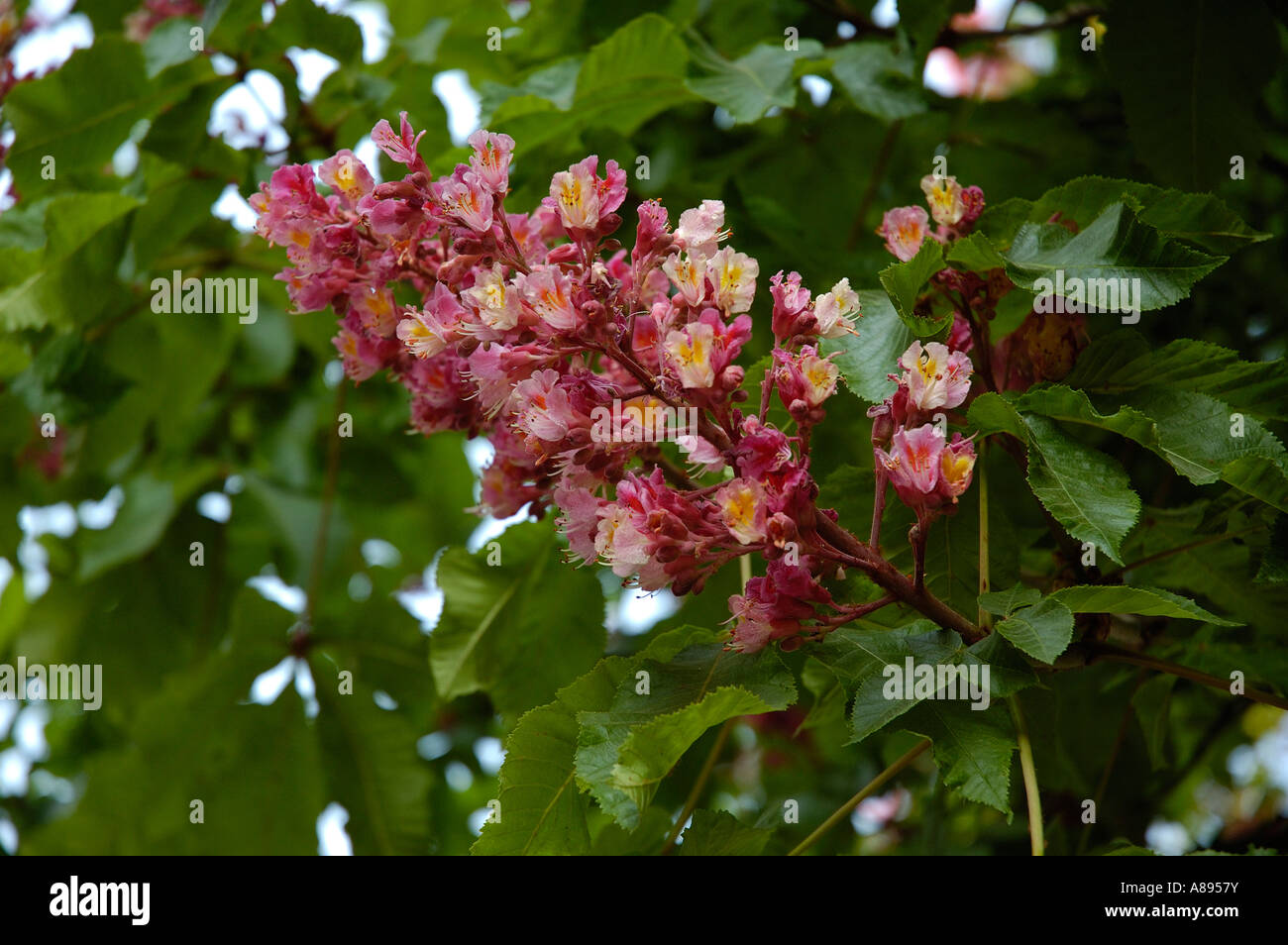 Pink Flowering Horse Chestnut Aesculus Stock Photos & Pink Flowering