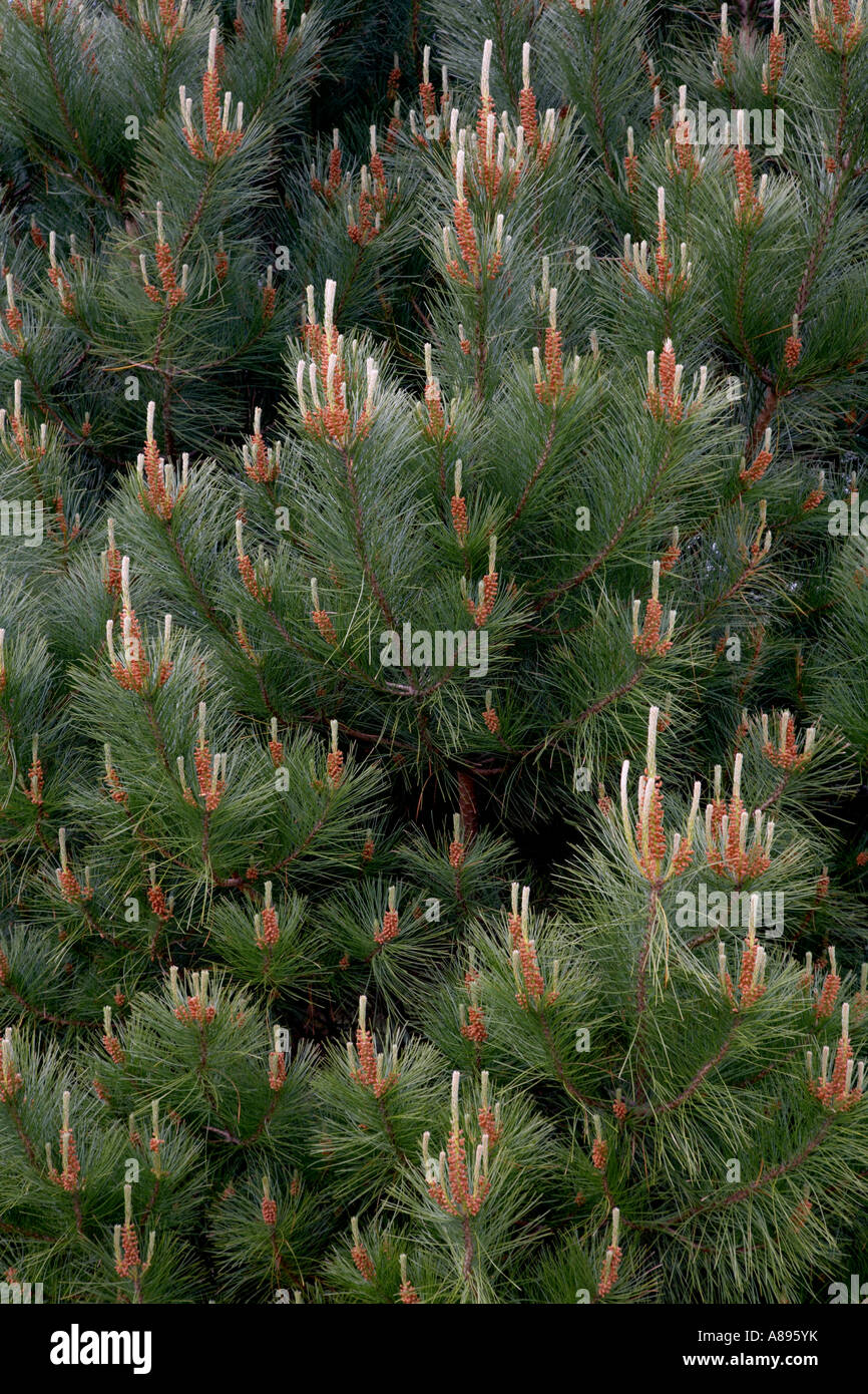 Pine trees with new Spring growth Stock Photo