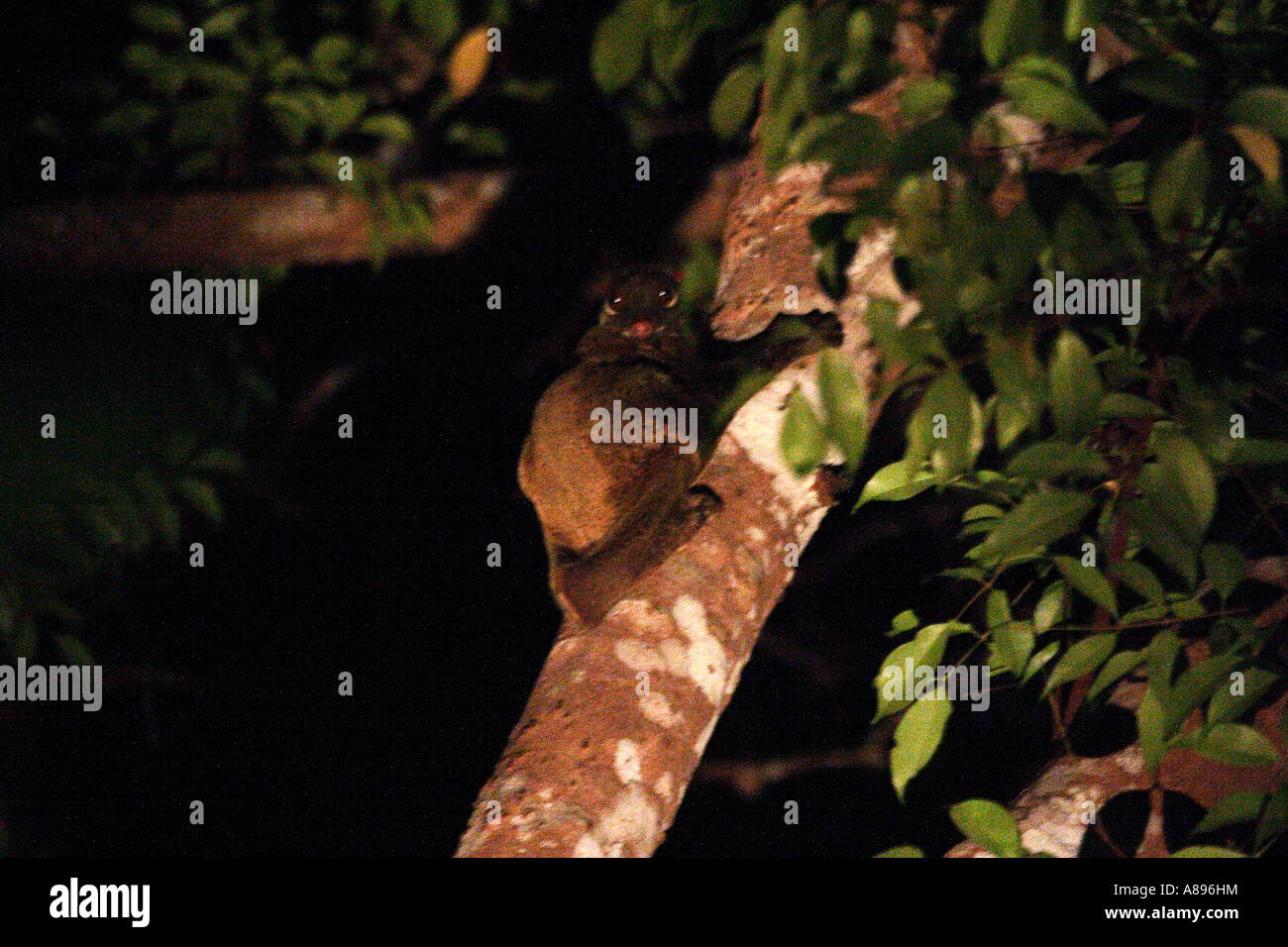 flying lemur cynocephalus variegatus Bako national park Malaysia Borneo Stock Photo