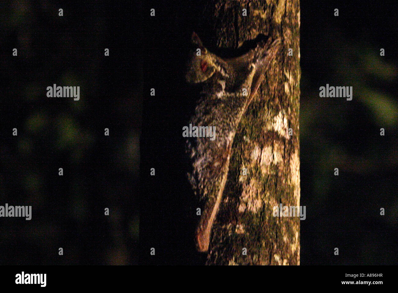 flying lemur cynocephalus variegatus Bako national park Borneo Malaysia Stock Photo
