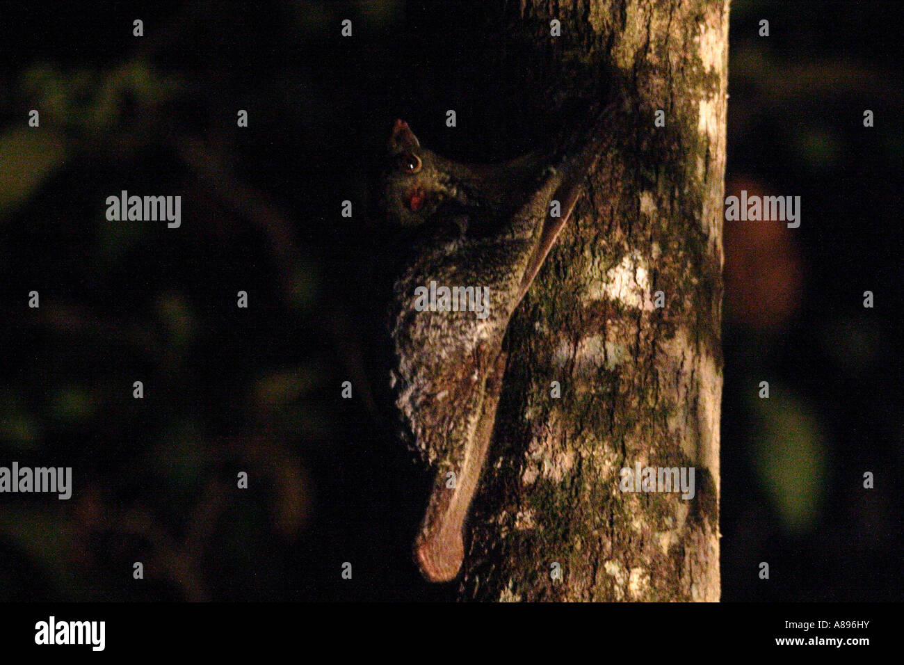 flying lemur cynocephalus variegatus Bako national park Malaysia Borneo Stock Photo