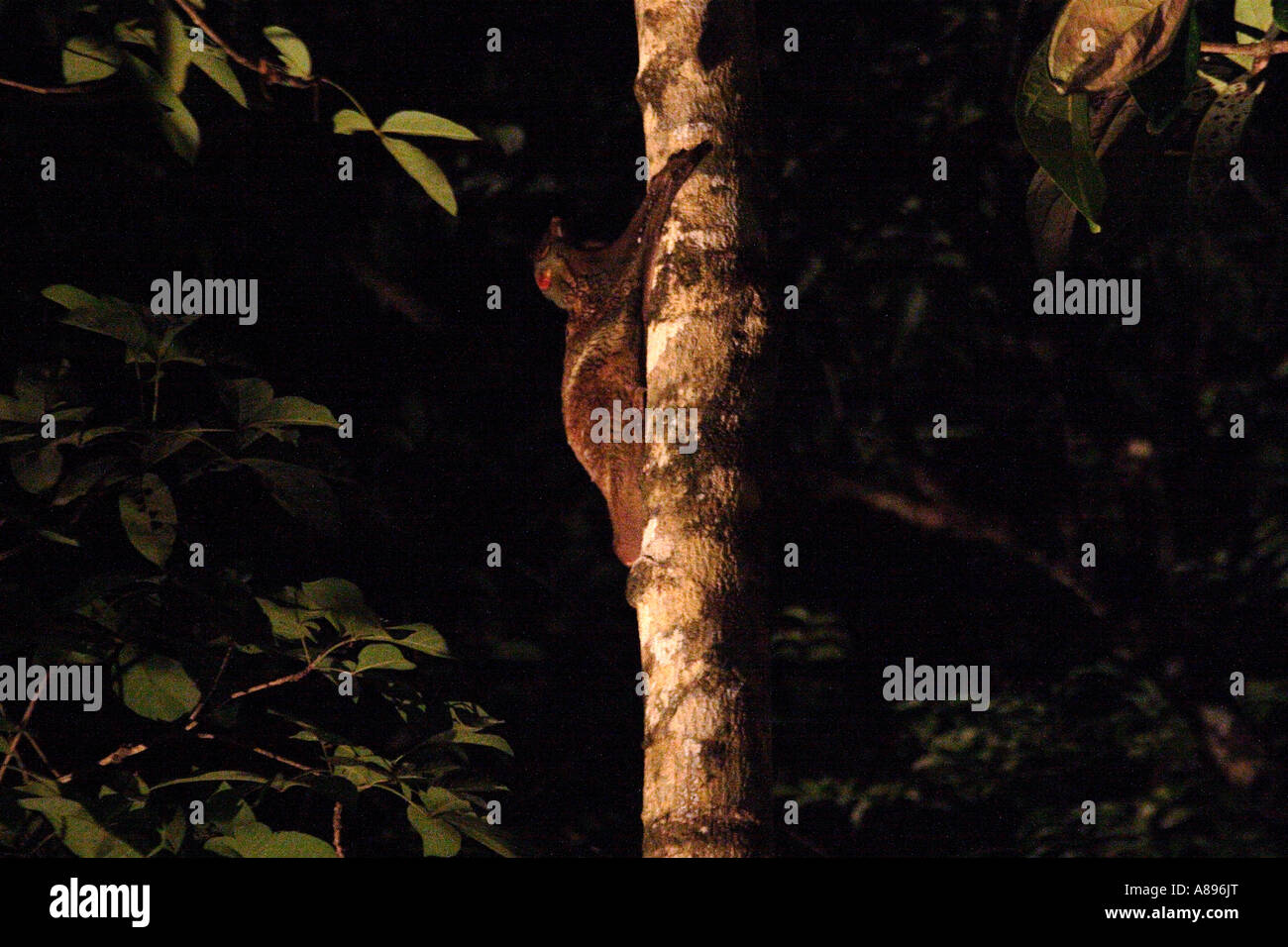 flying lemur Cynocephalus variegatus Bako national park Borneo Malaysia Stock Photo