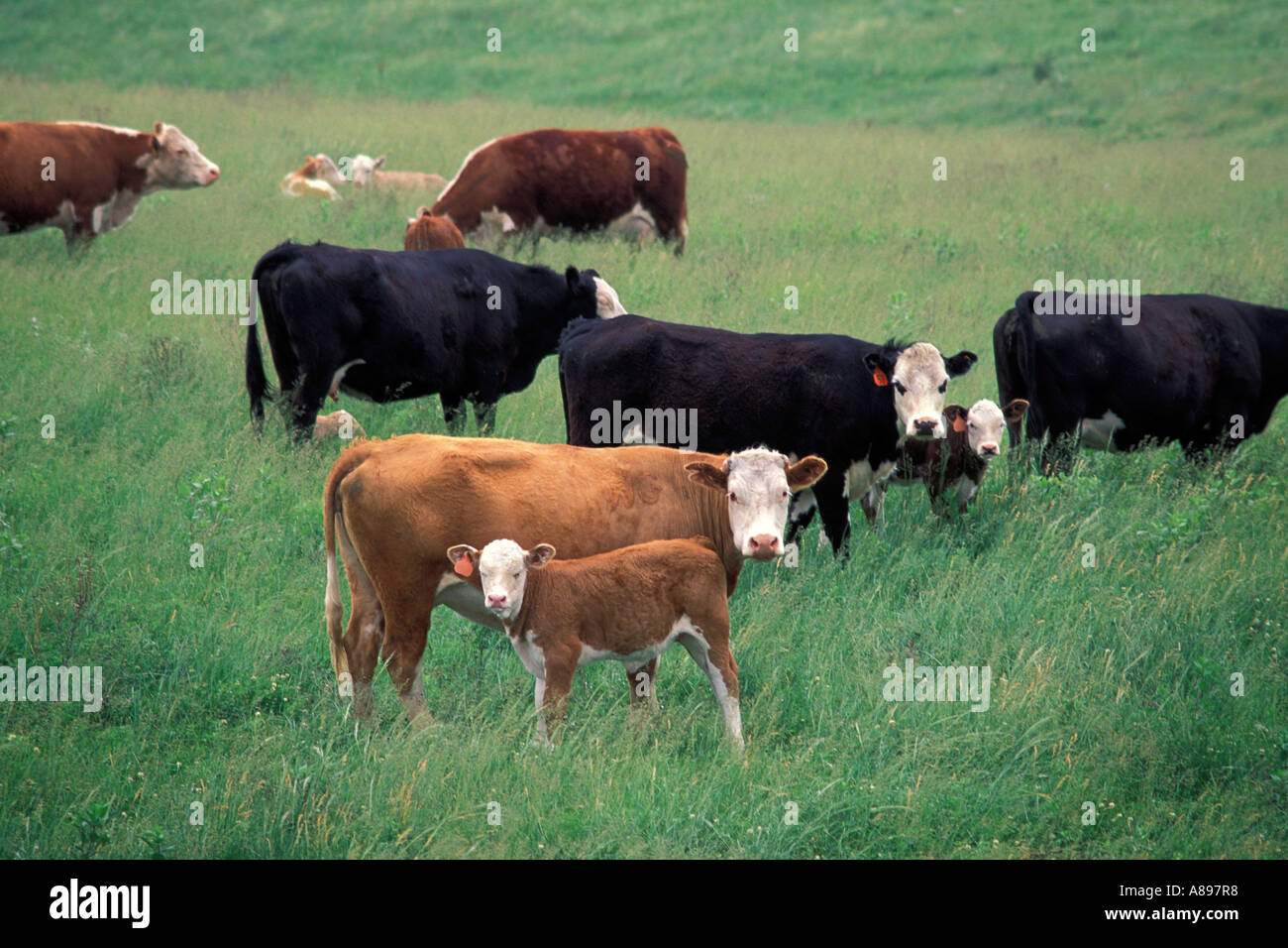 Cattle farming in north america hi-res stock photography and images - Alamy