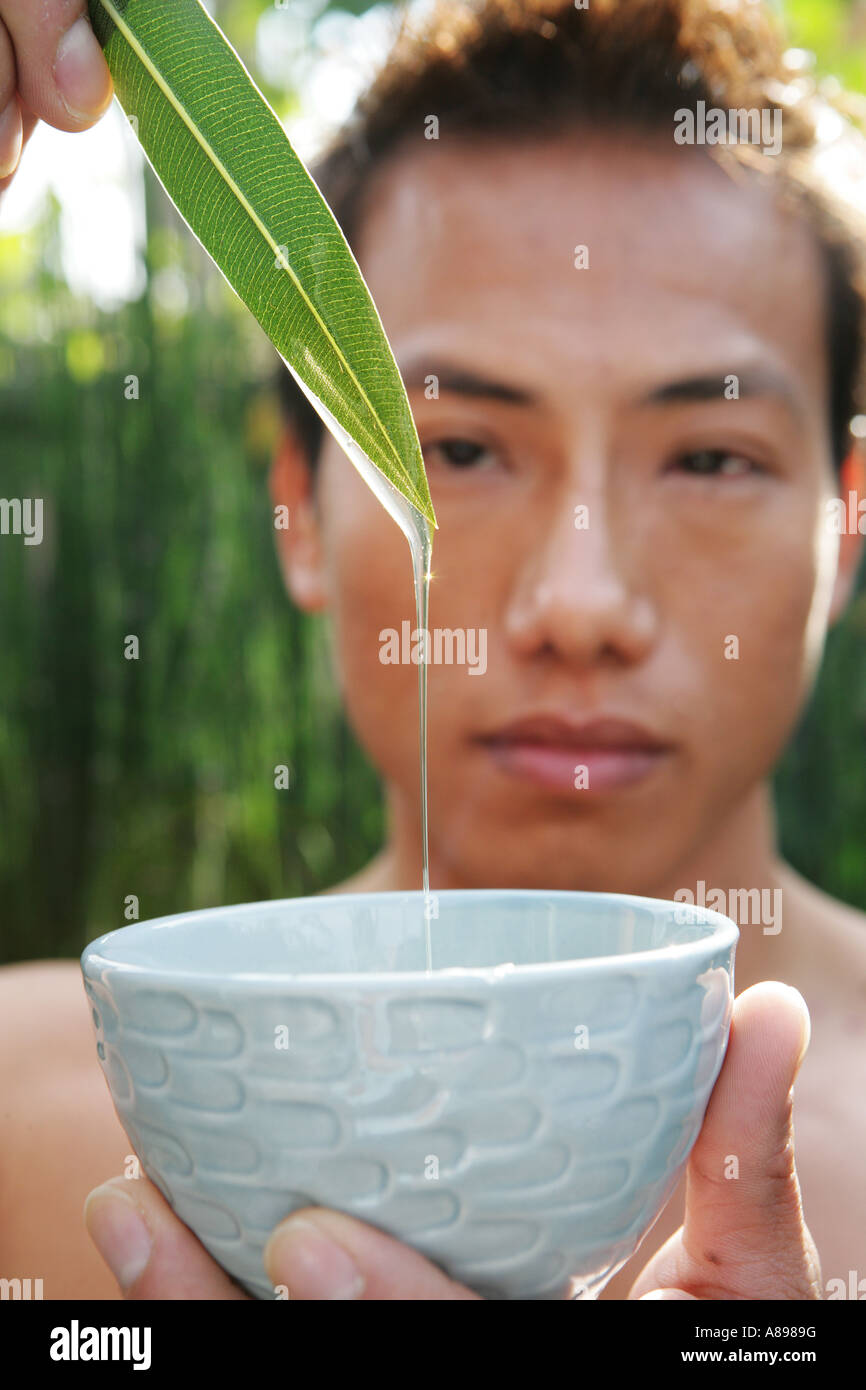 Asian man looking at liquids dripping from the leaf of a plant Stock Photo  - Alamy
