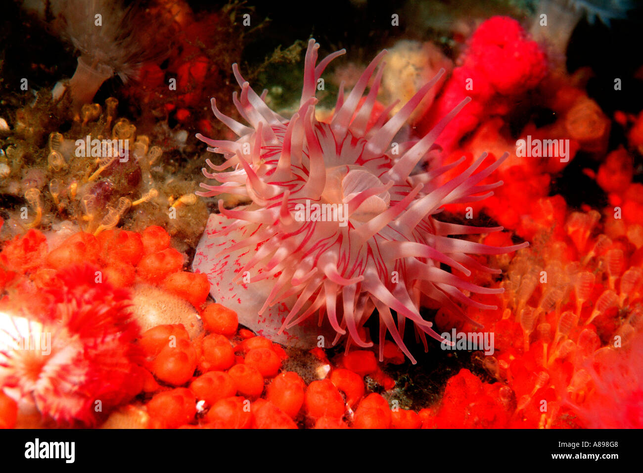 Painted Urticina Urticina crassicornis British Columbia Eastern Pacific