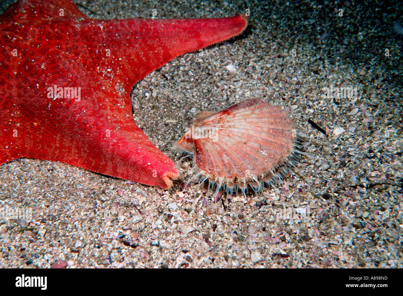 San Diego scallop Pecten diegensis eludes predation by a Bat star by