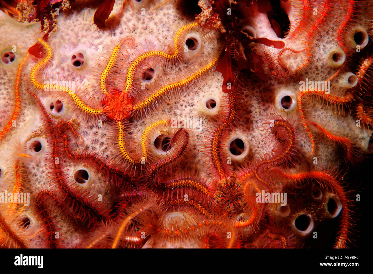 Spiny brittle star Ophiothrix spiculata California Pacific Ocean Stock