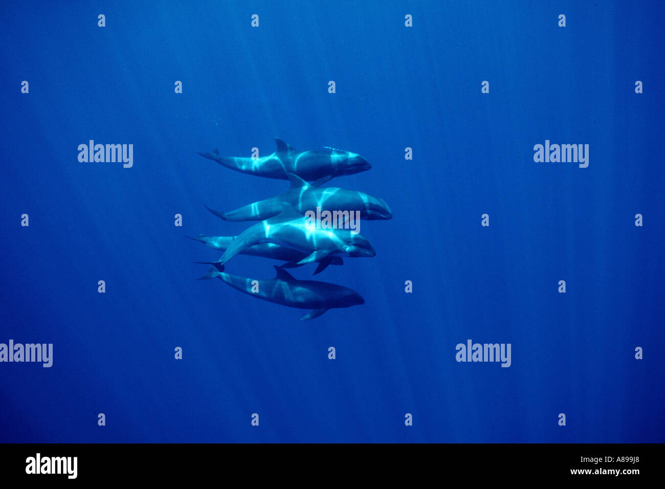 Melon headed whale hires stock photography and images Alamy