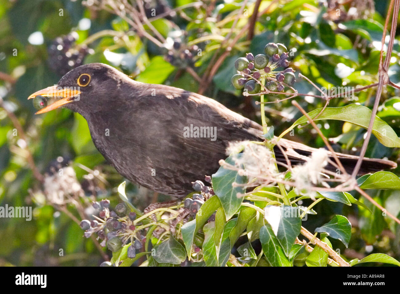 Blackbird Stock Photo