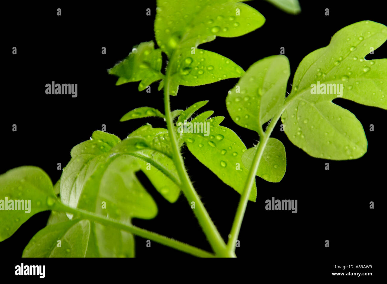 Tomato plants Stock Photo
