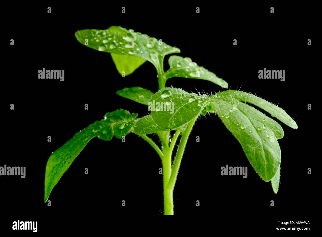 Tomato plants Stock Photo