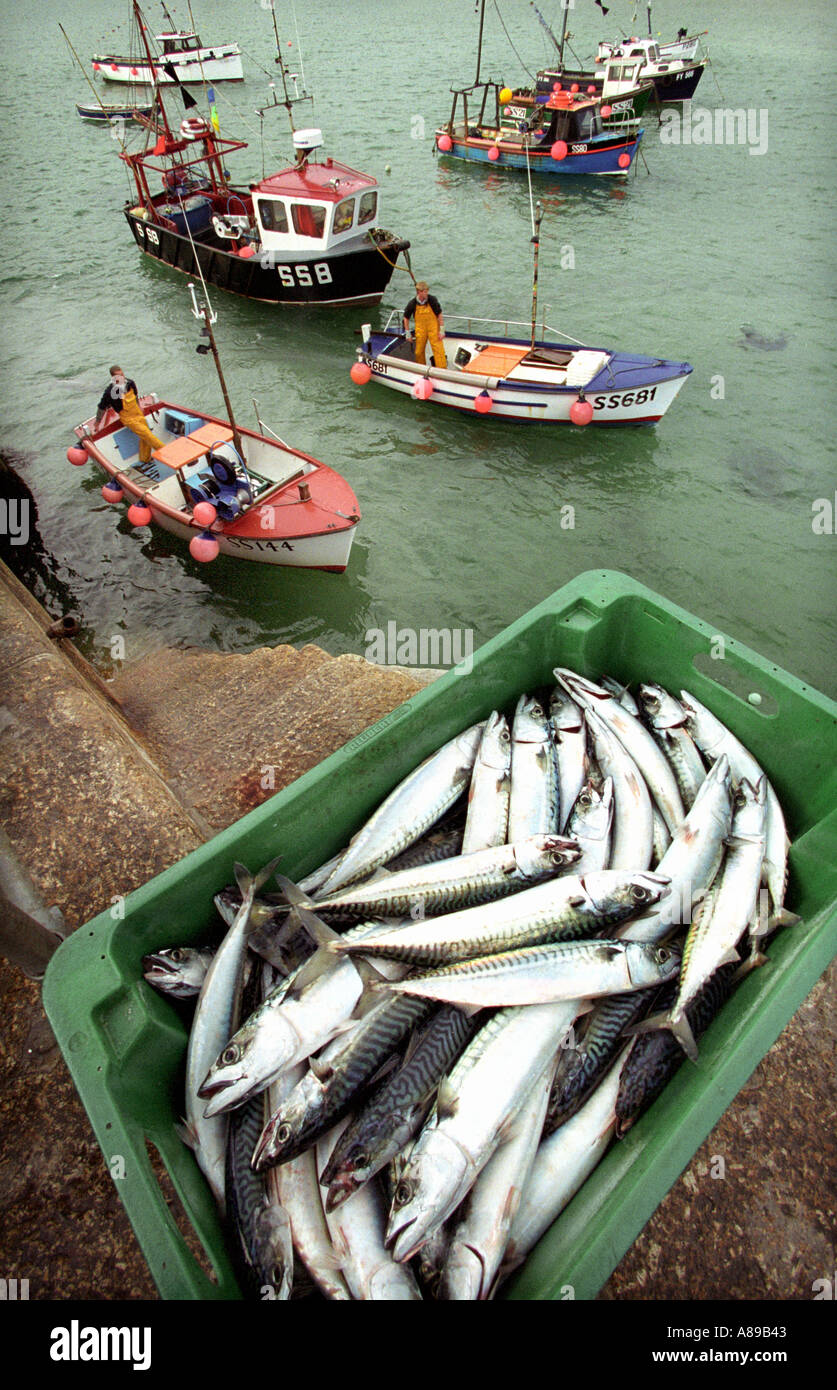 Mackerel are landed on the quayside at St Ives in Cornwall Stock Photo
