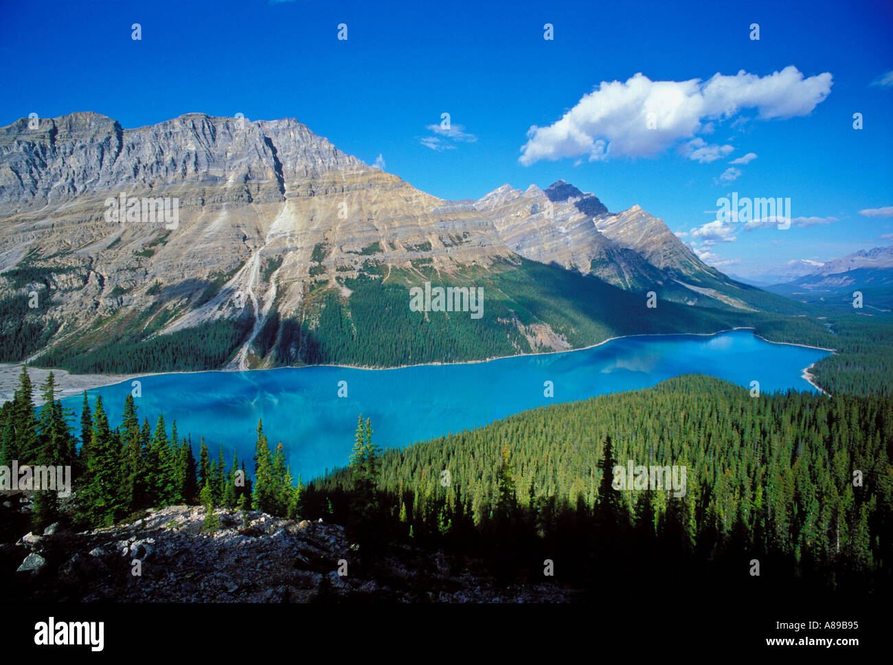 Canada Alberta Banff National Park Peyto Lake Stock Photo - Alamy