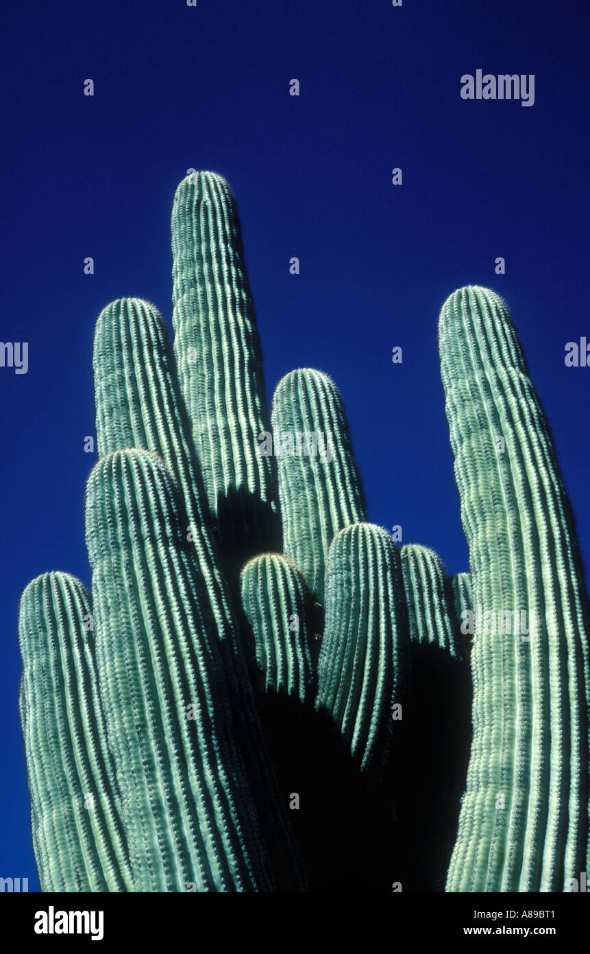 Cactus near Indio California Stock Photo