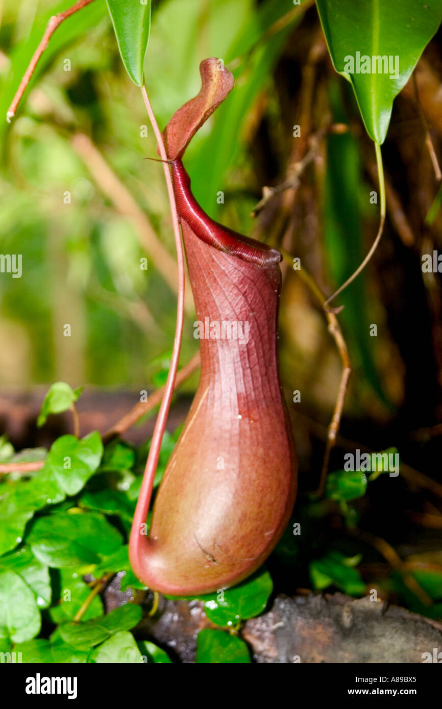 Nepenthes Stock Photo