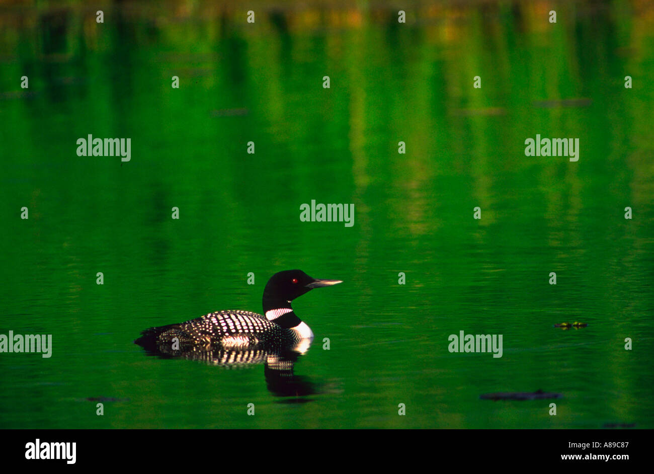 Cuyuna lakes hires stock photography and images Alamy