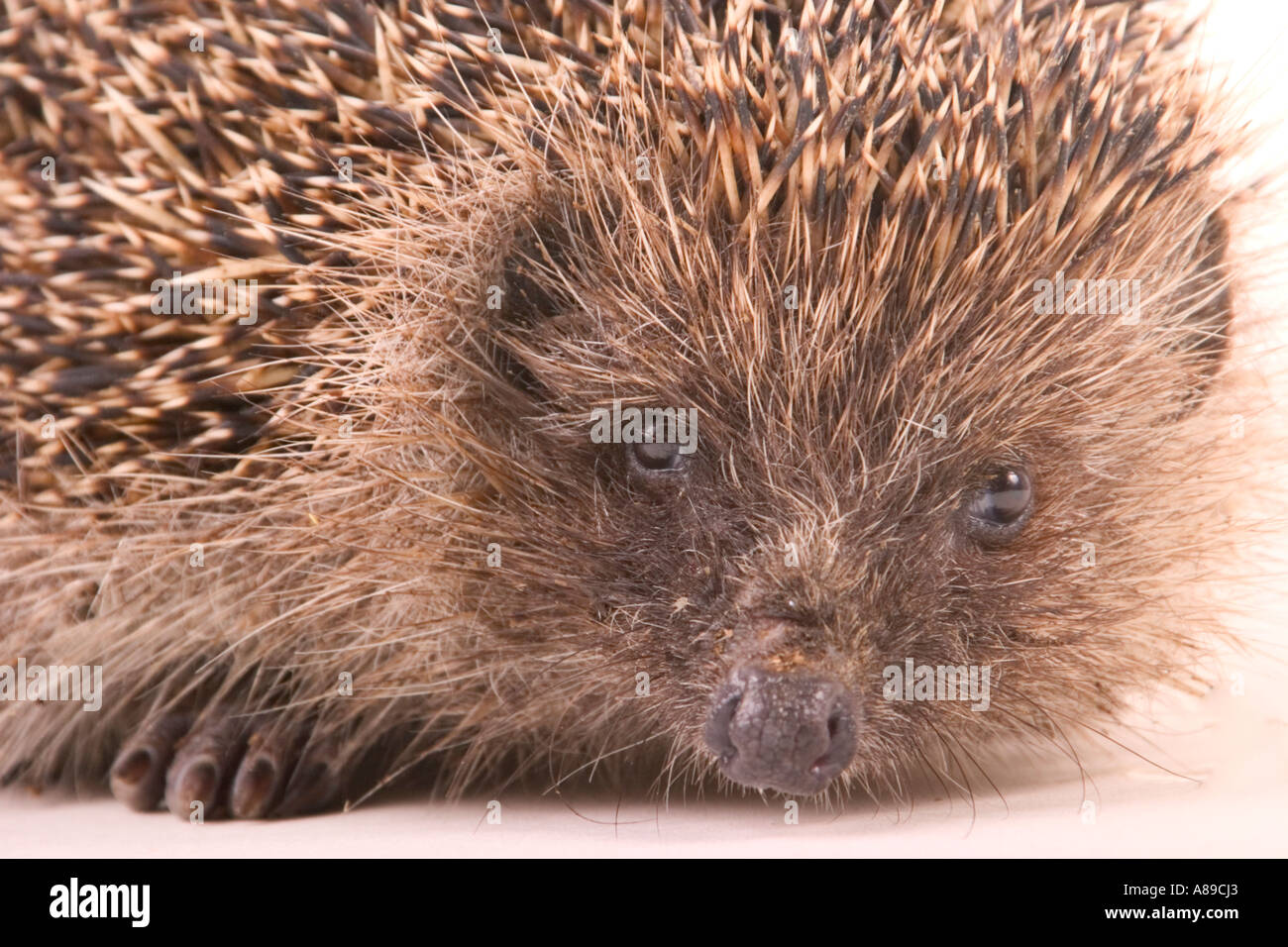 Hedgehog (Erinaceus europaeus) Stock Photo