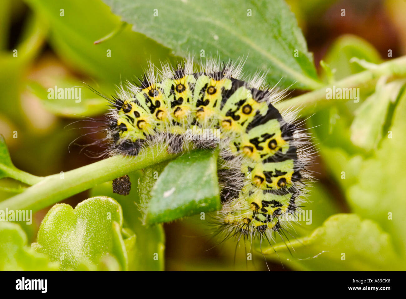 Emperor Moth ( Eudia pavonia) Stock Photo