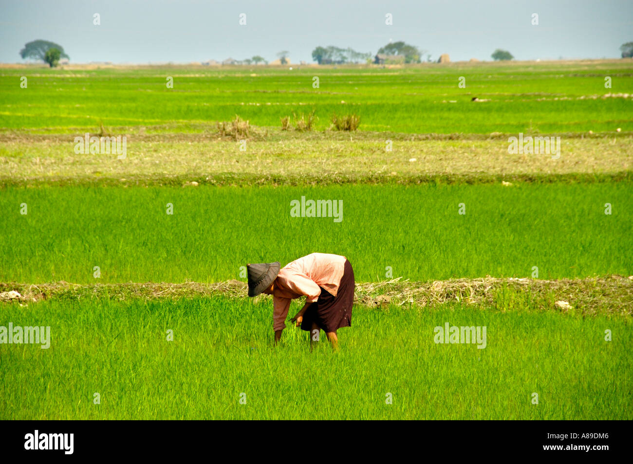 Woman wearing a straw hat in the rice field Burma Stock Photo