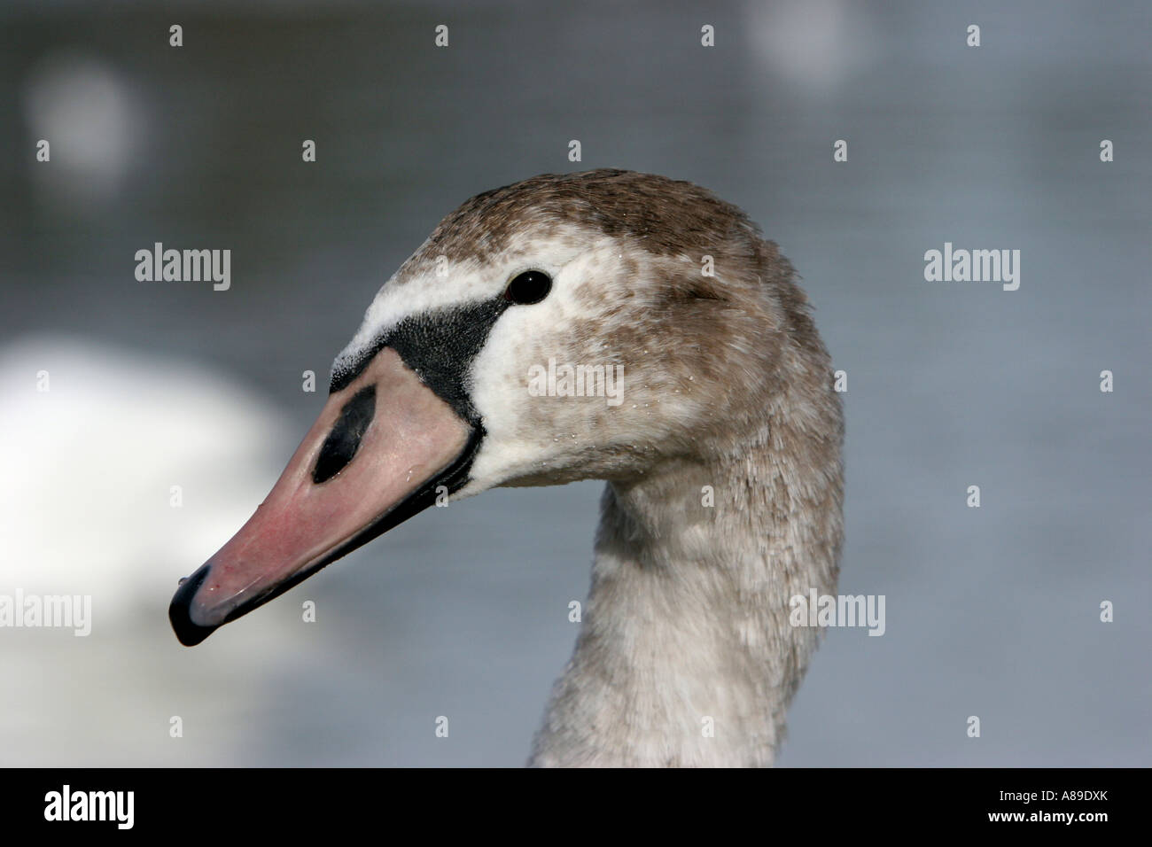 Young Mute Swan (Cygnus olor) in brown plumage Stock Photo