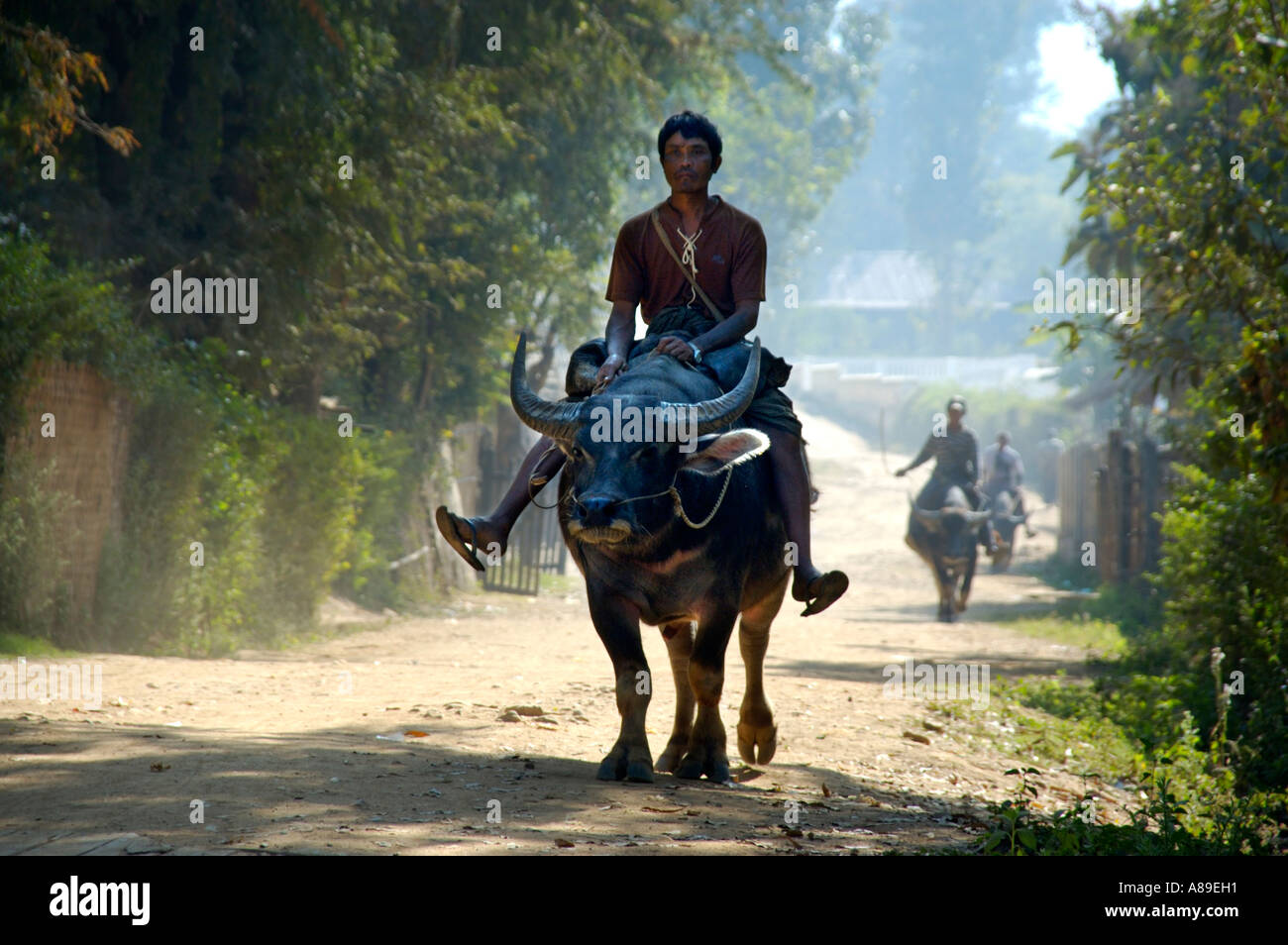 Men riding on water buffalos Shan State Burma Stock Photo - Alamy