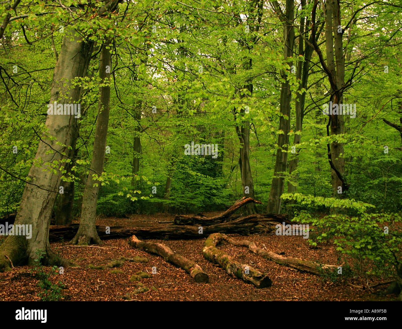 Great Cookshall Woods in Spring West Wycombe United Kingdom Stock Photo