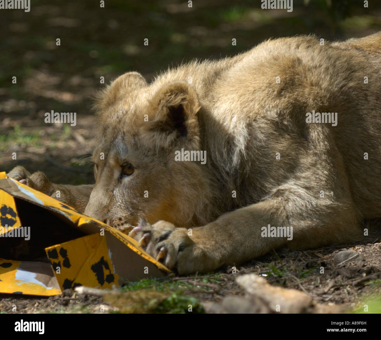 One year old lion cub hi-res stock photography and images - Alamy