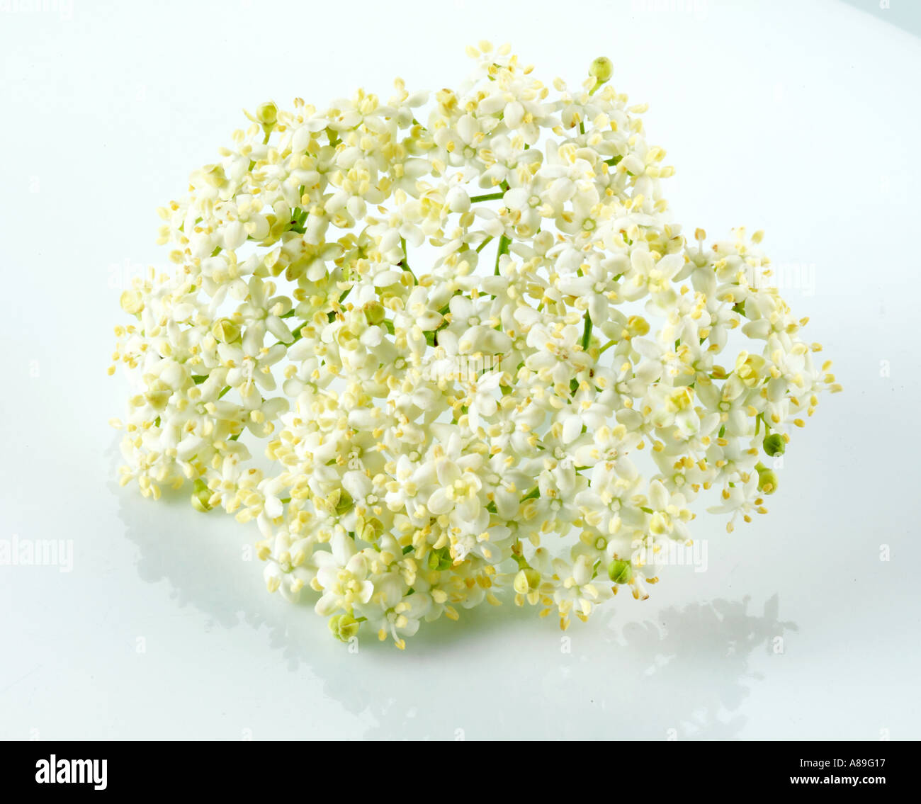 ELDERFLOWER Stock Photo