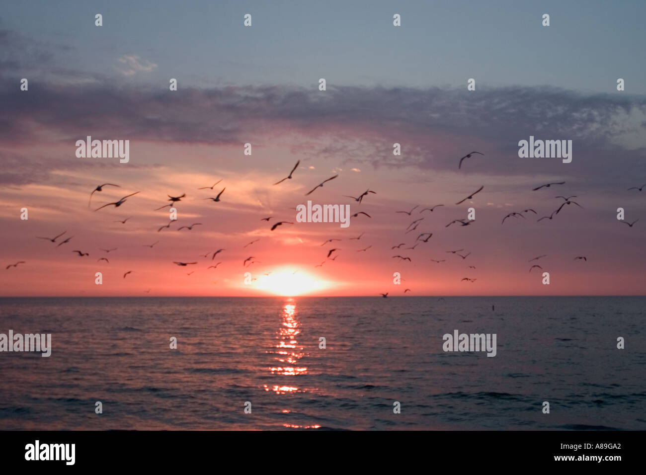 Birds flying in sunset sky over the Gulf of Mexico at venice Florida ...