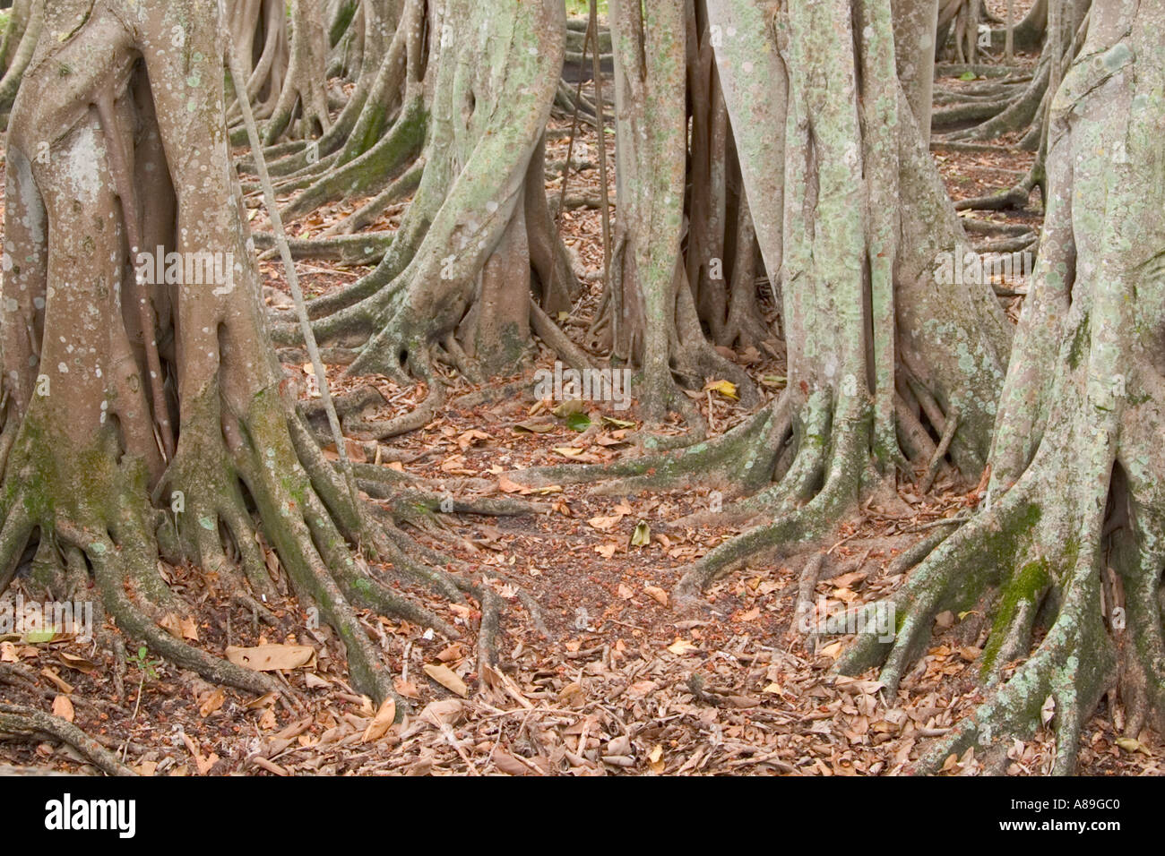 Banyon tree tropical Indian fig tree Ficus benghalensis Venice Florida Stock Photo